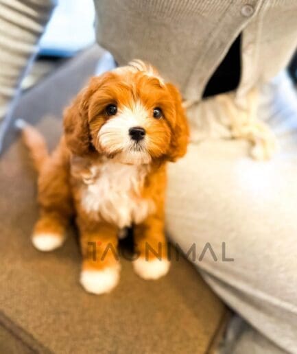 Portrait of a reddish-brown and white puppy with a distinctive two-tone coat.