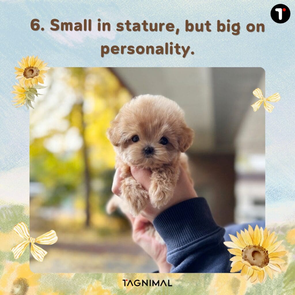 Tiny tan puppy with soft, fluffy fur and a petite build.