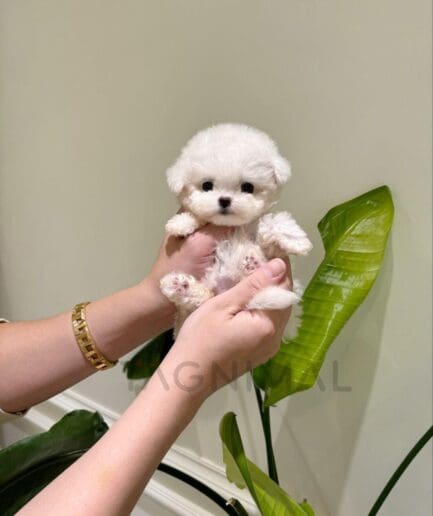 Tiny white puppy resting in gently cupped hands.