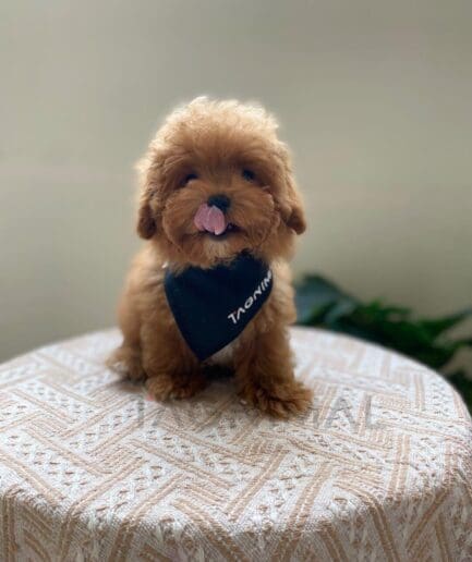 Fluffy brown puppy with soft fur and an adorable appearance.