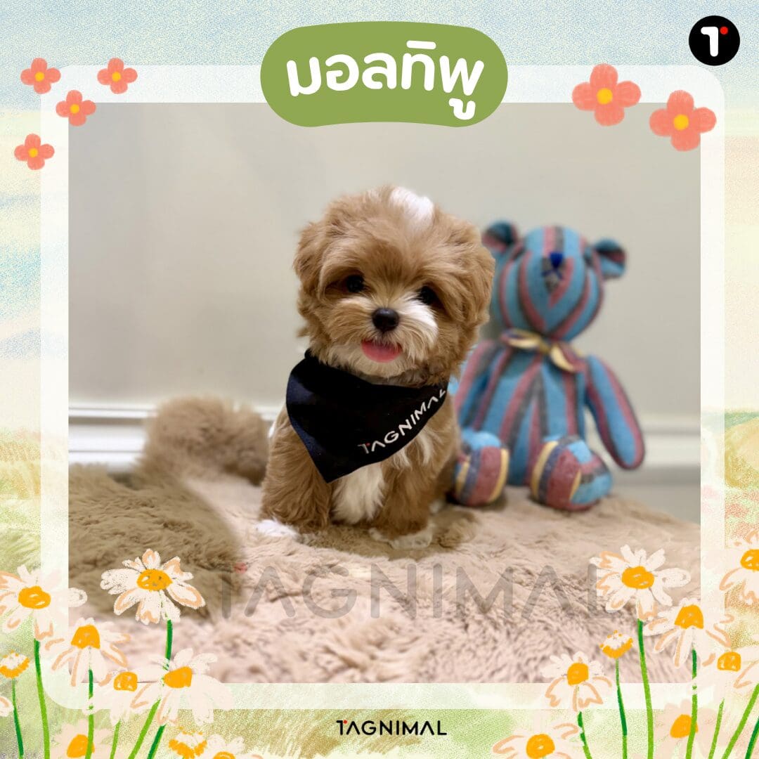 Caramel Maltipoo puppy portrait showcasing a sweet Maltese and Poodle mix.