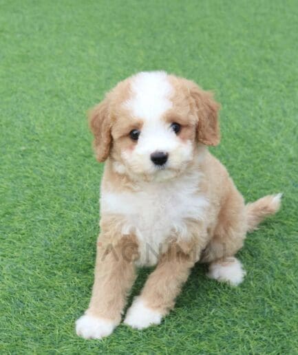 Tan and white puppy relaxing on grass outdoors.