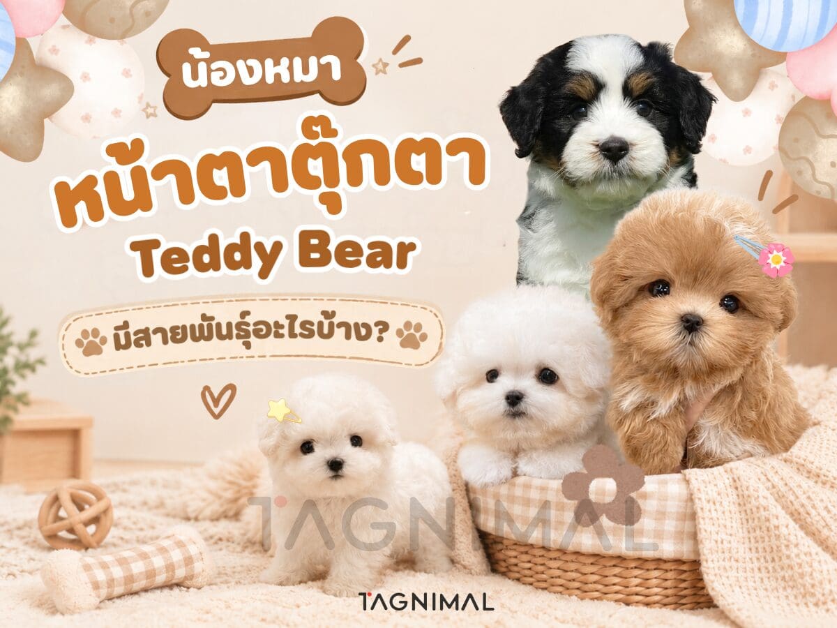 Four fluffy puppies with teddy bear faces on soft blankets in a cozy pastel setting.