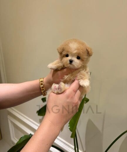 Tiny puppy with soft cream and apricot fur.
