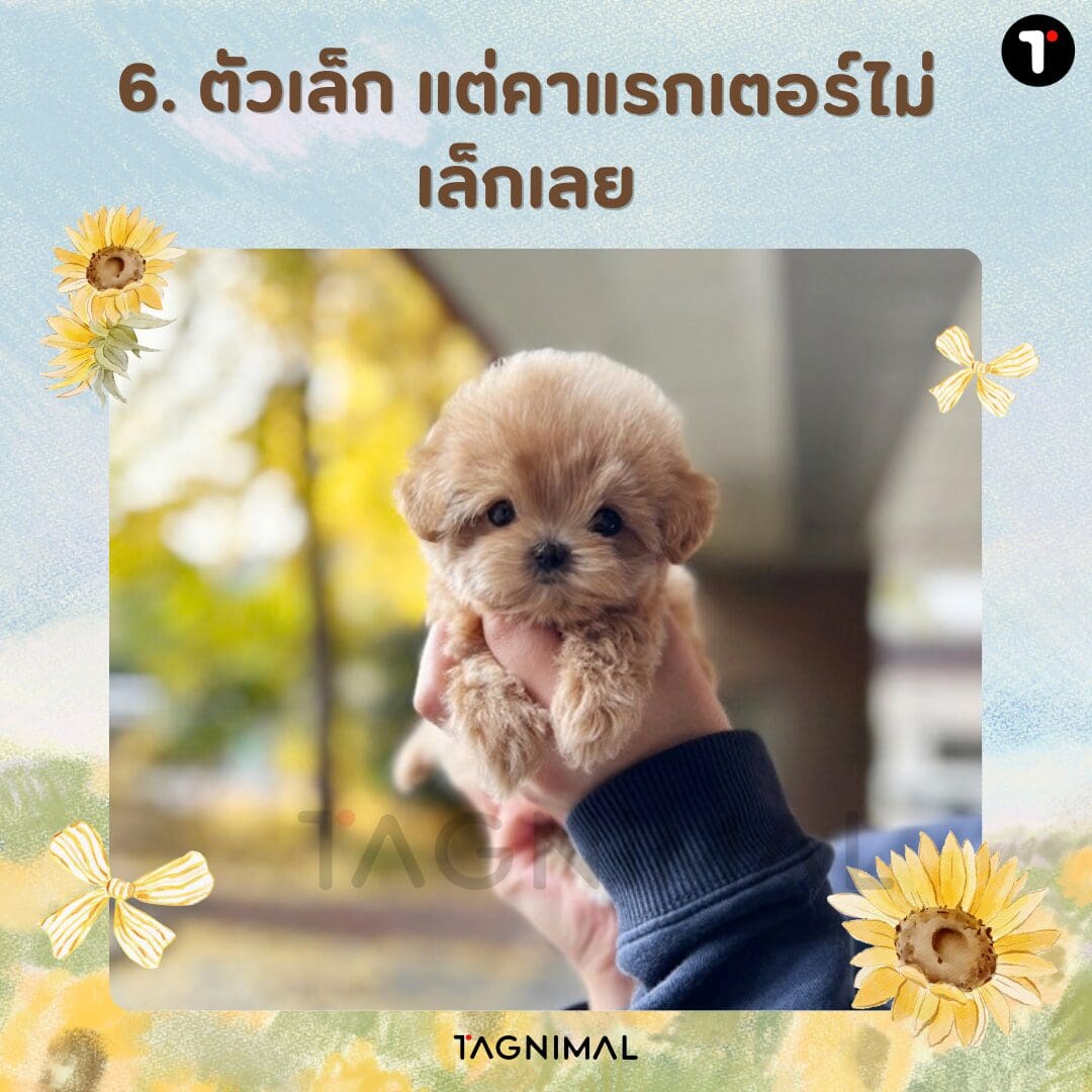 Tiny tan puppy with soft, fluffy fur and a petite build.