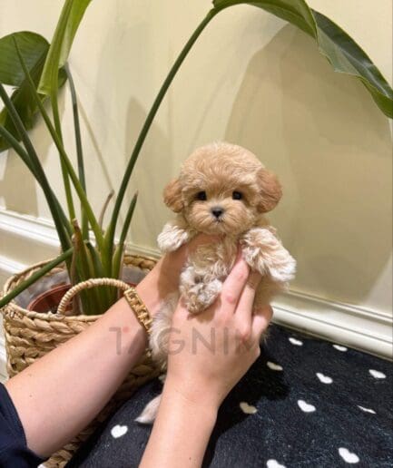 Tiny, fluffy puppy resting peacefully in gentle hands.