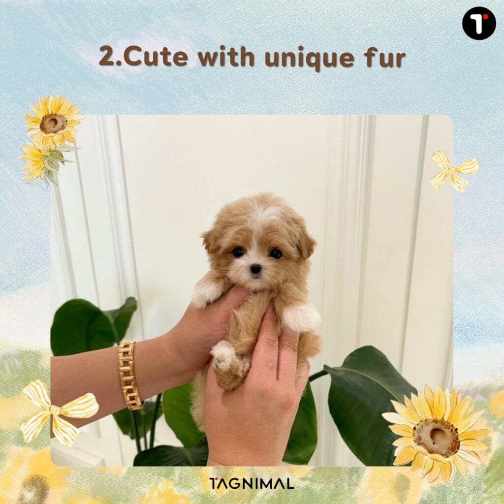 Tiny tan and white puppy with a petite build and charming appearance.