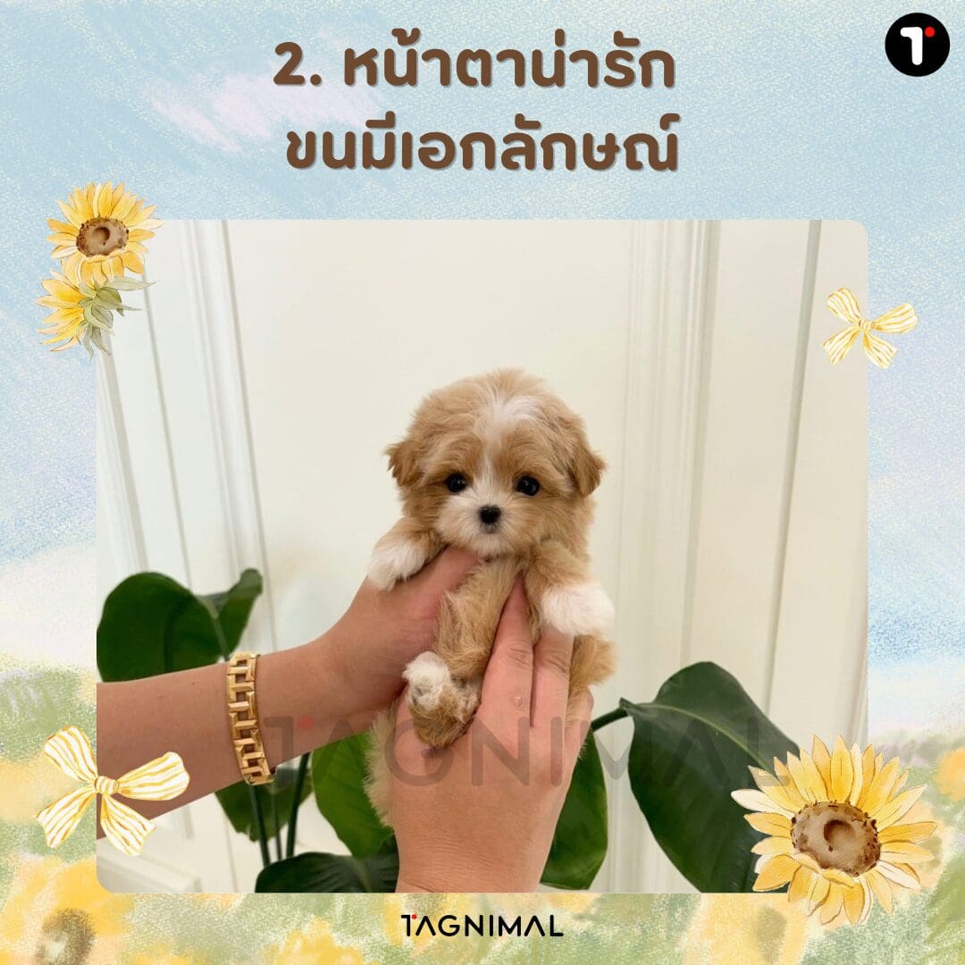 Tiny tan and white puppy with a petite build and charming appearance.