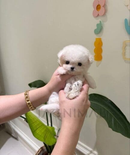 Tiny white puppy with fluffy fur gently cradled in caring hands.