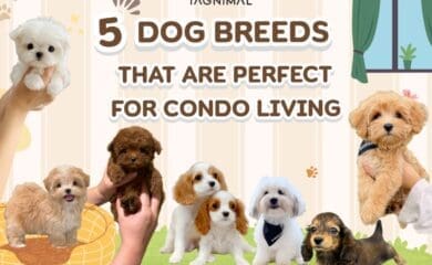 Five best dog breeds for apartments and condos, ideal for small-space living.