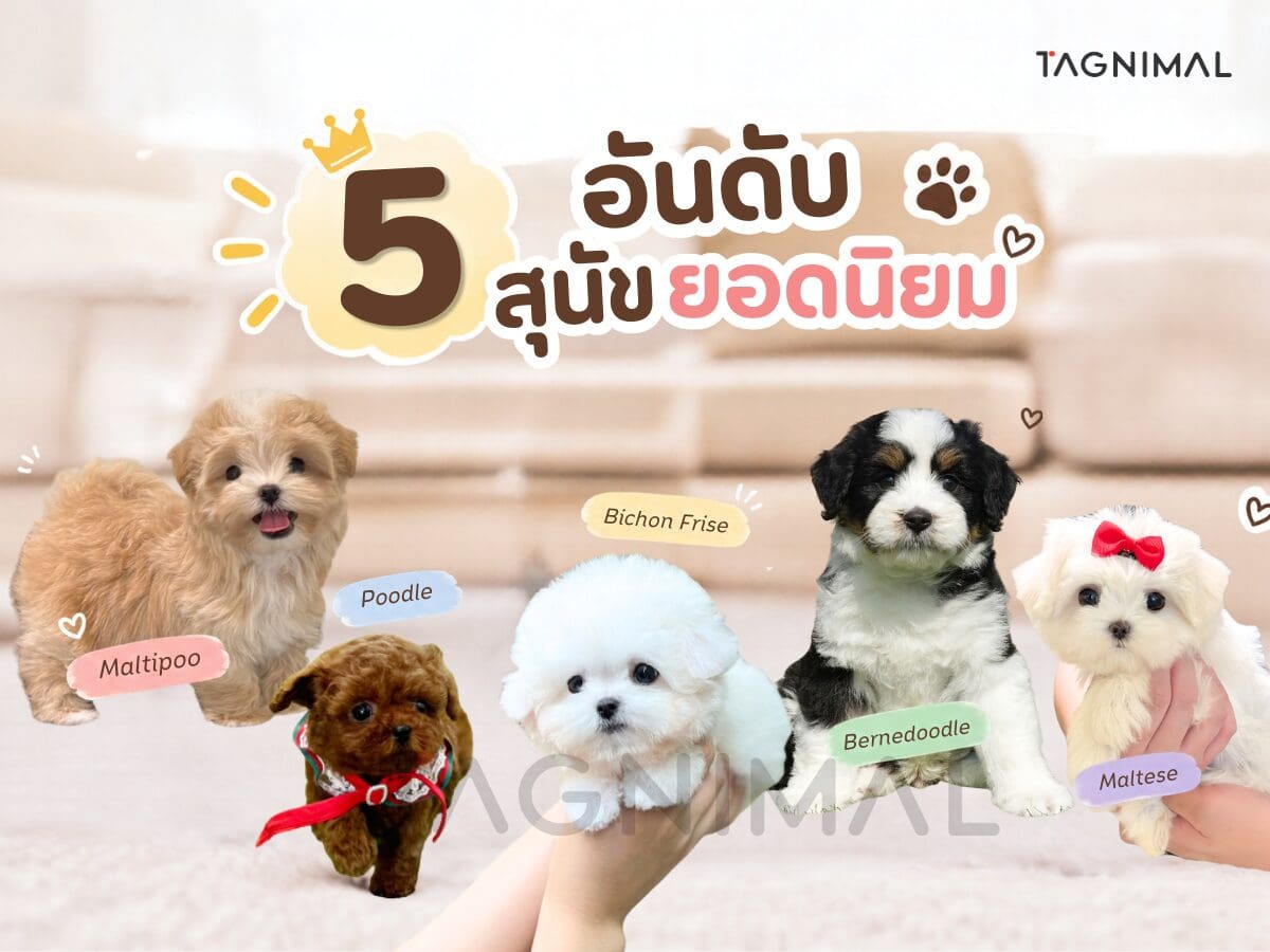 Top five most popular dog breeds and their distinctive appearances and personalities.