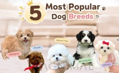 Top five most popular dog breeds and their distinctive appearances and personalities.