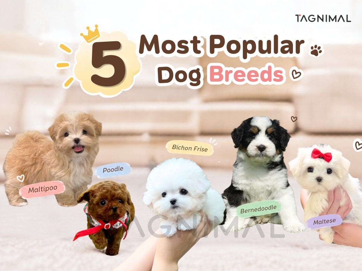 Top five most popular dog breeds and their distinctive appearances and personalities.