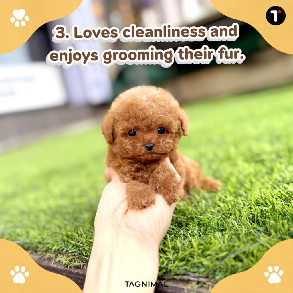 Toy Poodle puppy with a soft, curly coat maintained through regular grooming and care.