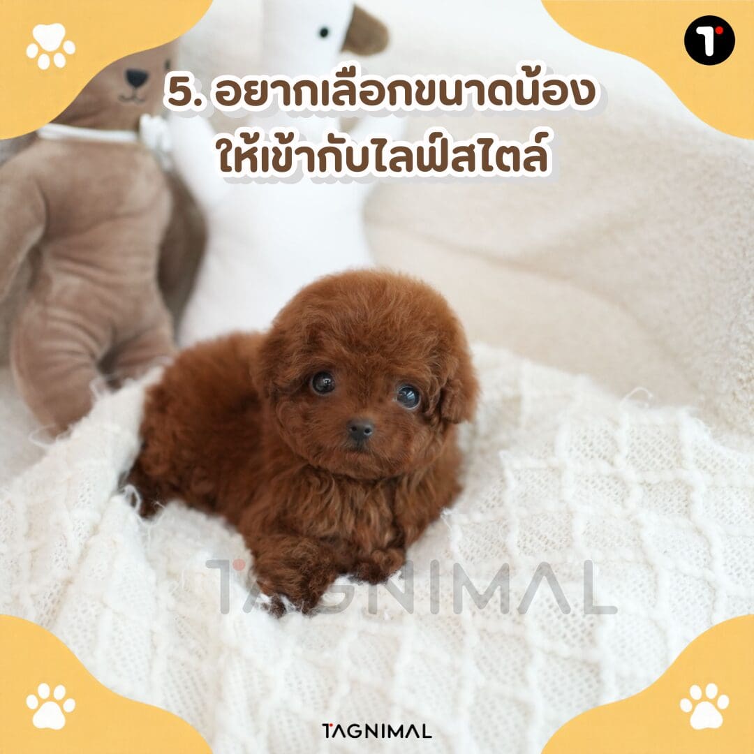 Toy Poodle growth chart showing puppy size changes from puppyhood to adulthood.
