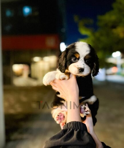 Tricolor puppy resting gently in a persons hands.