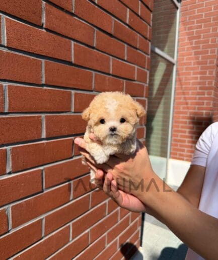Two fluffy cream-colored puppies sitting side by side beside a textured brick wall.
