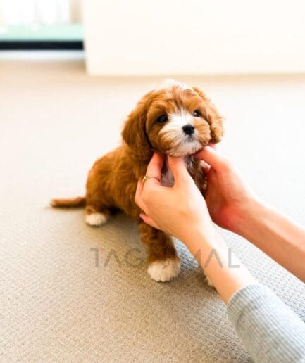 Two brown and white curly-coated puppies posing together in a pet portrait.