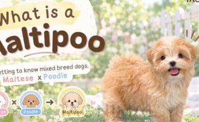 Fluffy Maltipoo dog, a small Maltese and Poodle mix, with a sweet expression.