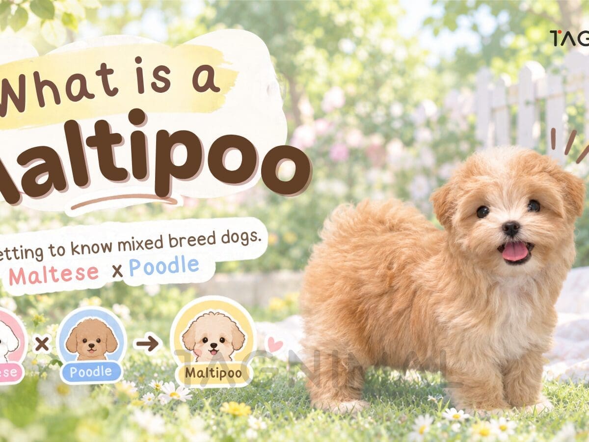 Fluffy Maltipoo dog, a small Maltese and Poodle mix, with a sweet expression.