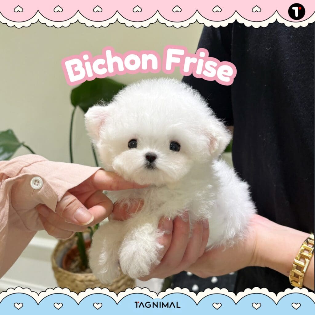 White Bichon Frise puppy with a soft, fluffy coat.