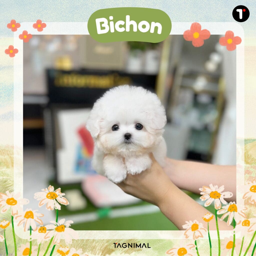 Fluffy white Bichon Frise puppy with a sweet expression in a close-up portrait.