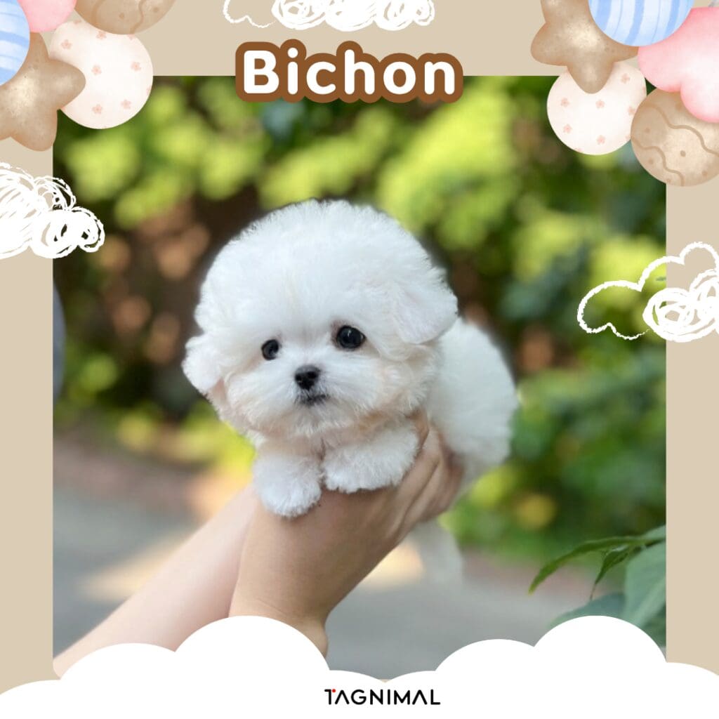 Fluffy white Bichon puppy cradled in a hand against a green garden with pastel decorations.