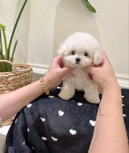 Fluffy white puppy resting on a soft, heart-patterned blanket.