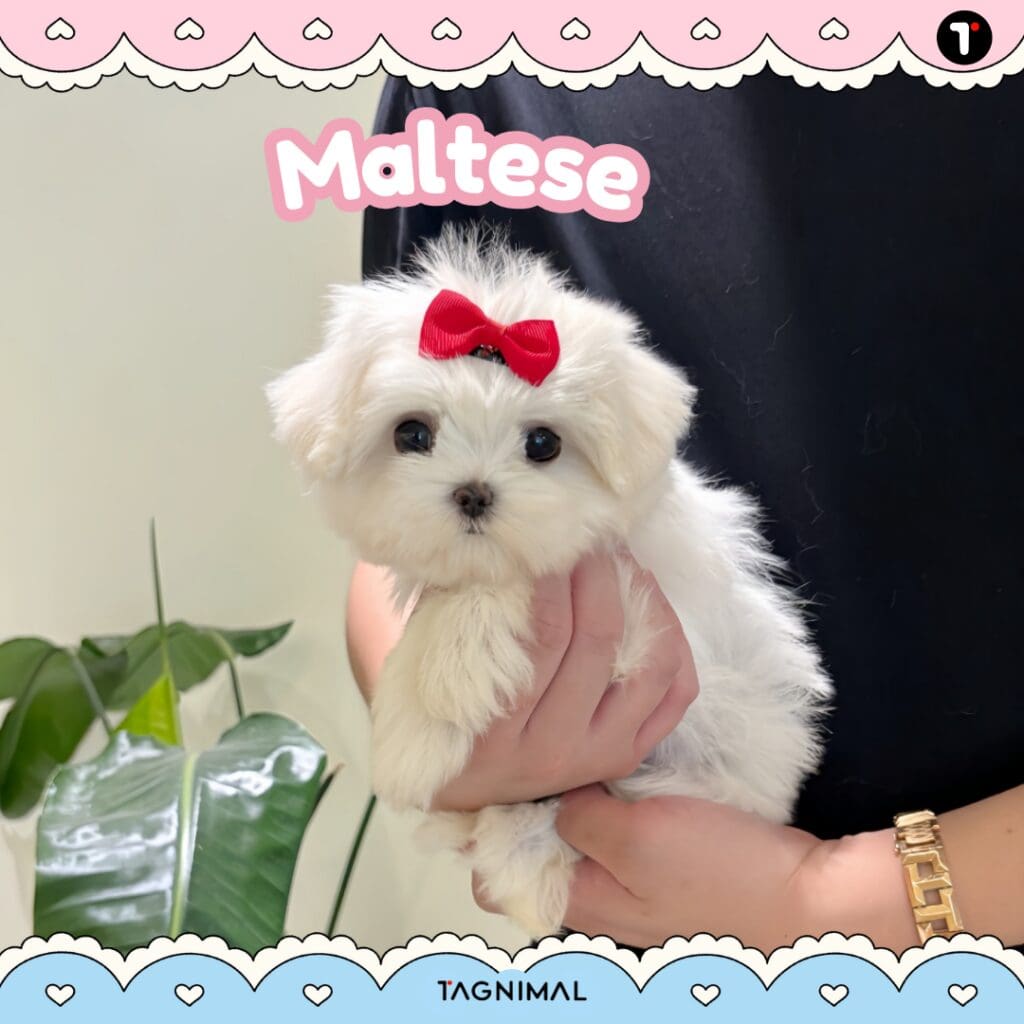Fluffy white Maltese puppy with a bright red bow against its soft coat.