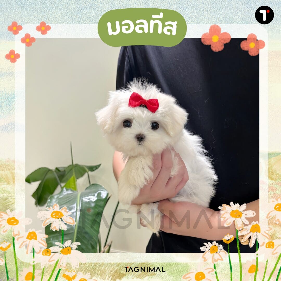 Fluffy white Maltese puppy wearing a bright red bow.