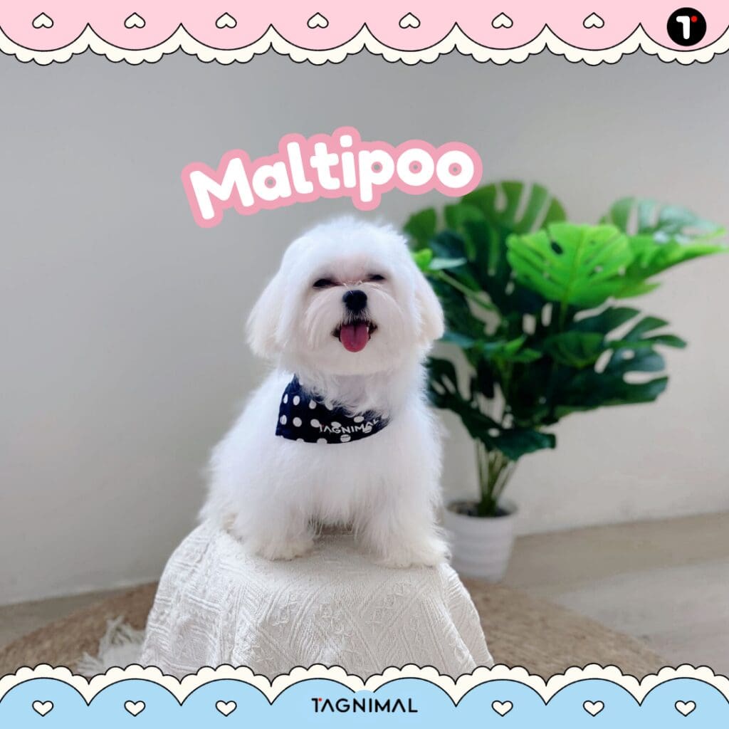 White Maltipoo portrait showcasing a soft, fluffy coat and sweet expression.