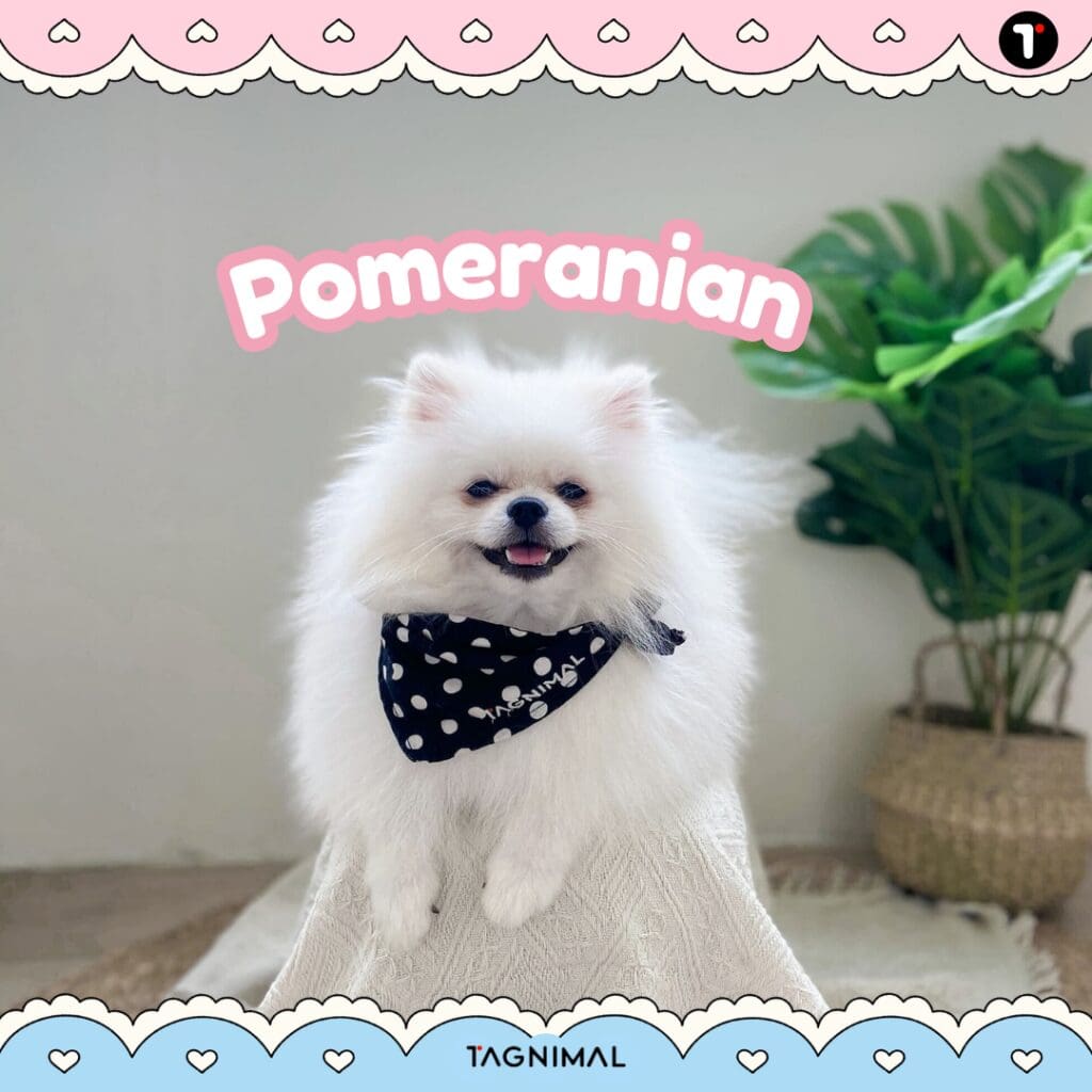 White Pomeranian dog with a fluffy coat and charming expression in a close-up portrait.