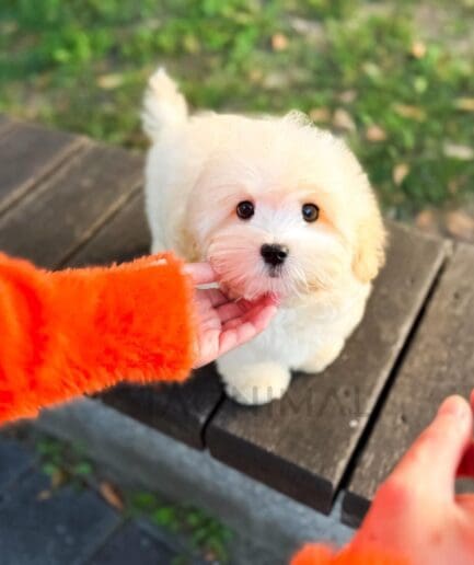Two fluffy white puppies sitting side by side on a wooden bench.