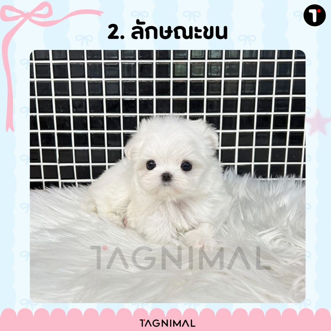 Adorable white puppy with a soft, snowy coat.