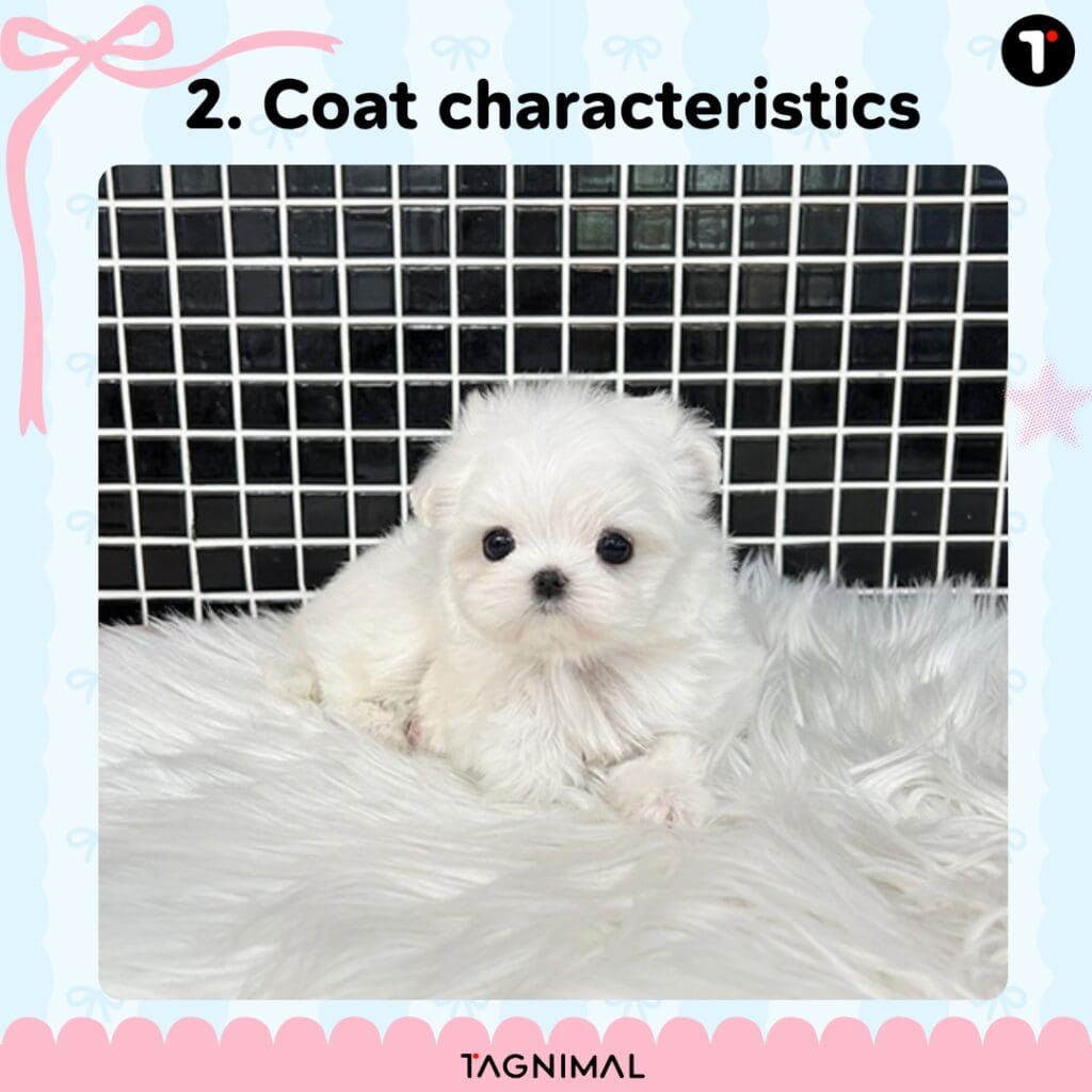 Adorable white puppy with a soft, snowy coat.
