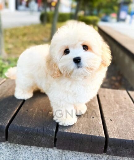 Fluffy white puppy sitting on an outdoor picnic bench.