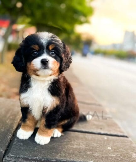 Bernese Mountain Dog puppy with a fluffy black, white, and rust coat and distinctive facial markings.