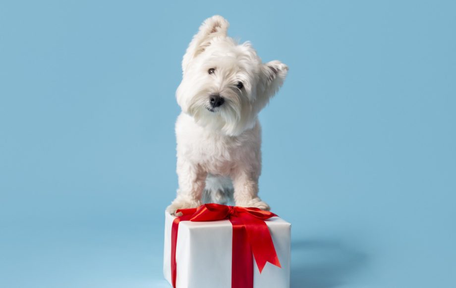 Tagnimal Maltese Dog Collecttion The Best Online Pets Store