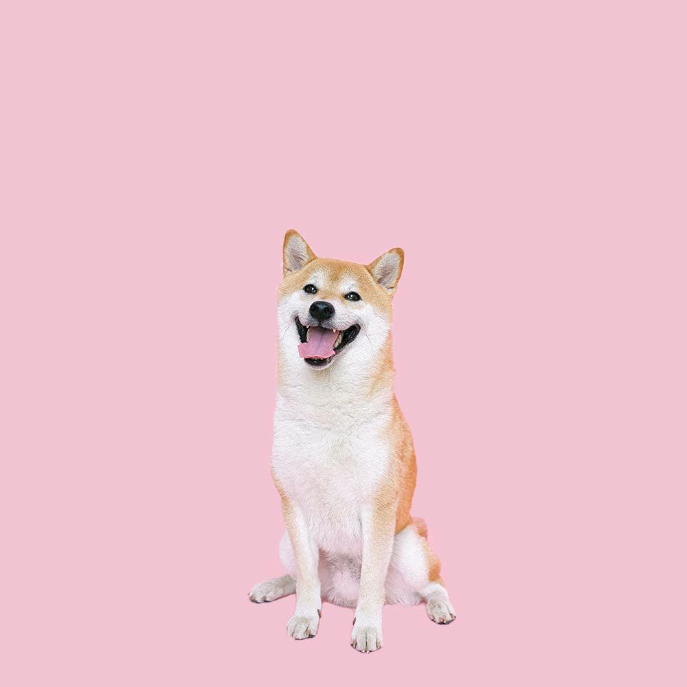 Tagnimal Thailand First Online Pets Product and Service Platform
